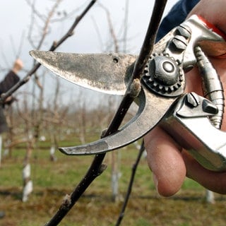 Naturschutz, Gartenarbeit und Baumschnitt. (Symbolbild)