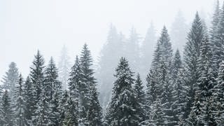 Schneebedeckte Tannen auf dem Feldberg