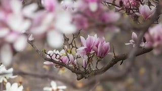 Magnolienblüte in Stuttgart