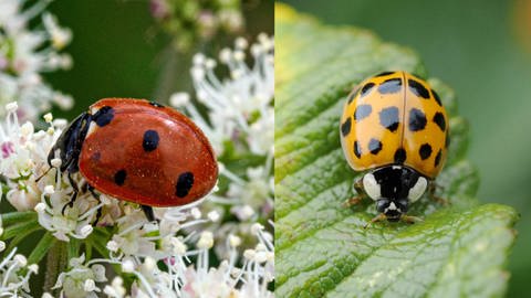 Ein Siebenpunkt-Marienkäfer (links) und ein Asiatischer Marienkäfer (rechts)