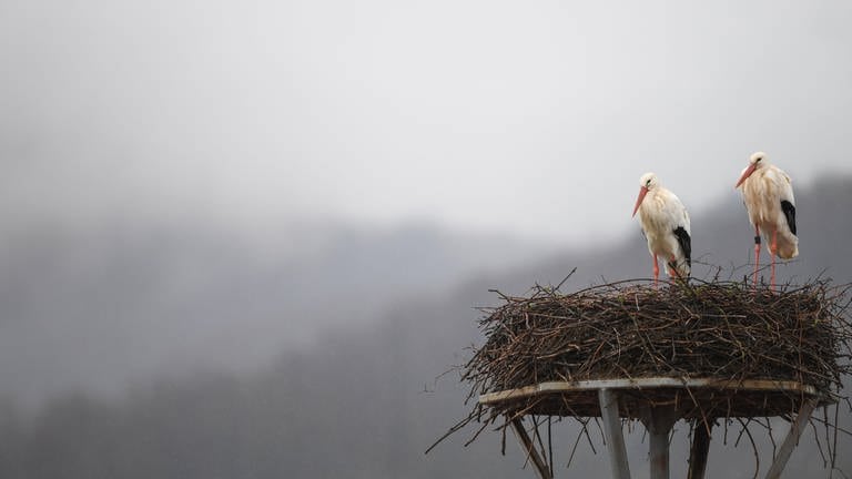 Ein Storchenpaar harrt bei Regen in seinem Nest aus.