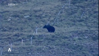 Ein Bär auf einer Wiese in Graubünden in der Schweiz