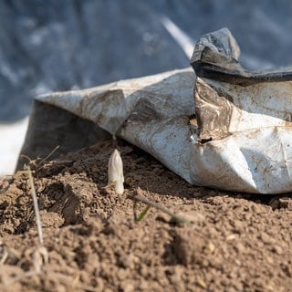 Spargel wächst auf einem Feld unter einer Folie. 