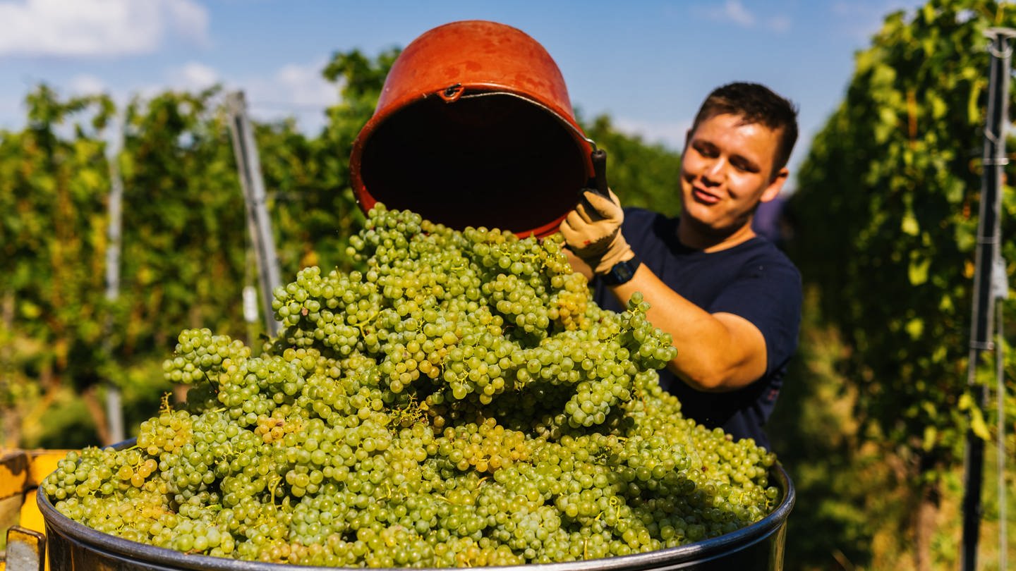 Ein junger Mann kippt bei der Weinlese in Baden einen Eimer Trauben in einen Bottich.