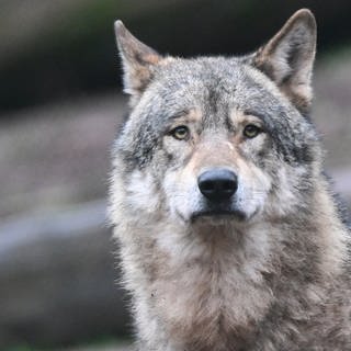 Ein Wolf im Tierpark Tripsdrill.