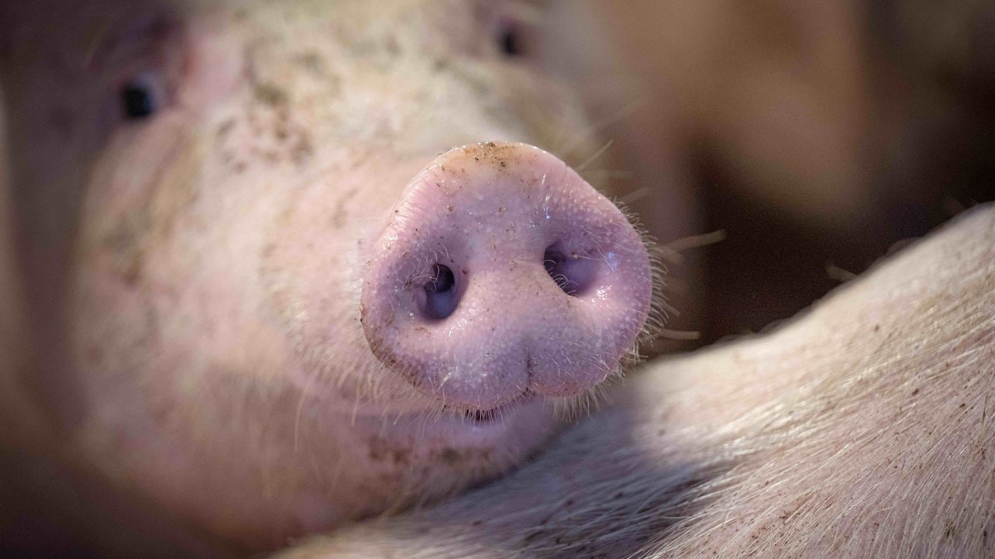 Ein Schwein schnüffelt in einem Mastbetrieb (Symbolbild).