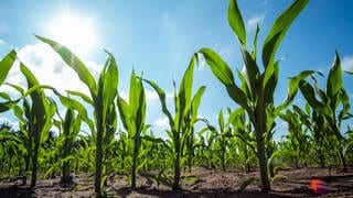Maispflanzen wachsen auf einem Feld. Gentechnik in Lebensmitteln: EU-Kommission plant Lockerung