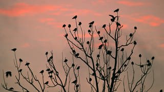 Saatkrähen auf einem Baum bei Sonnenaufgang