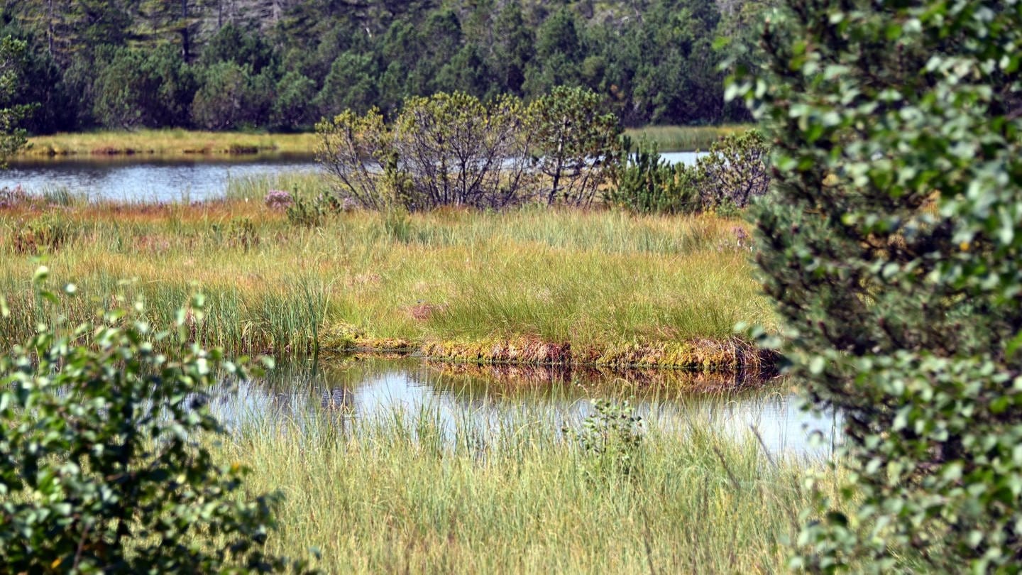 Blick auf den Hohlohsee mit seinem Moor im Naturschutzgebiet Kaltenbronn.