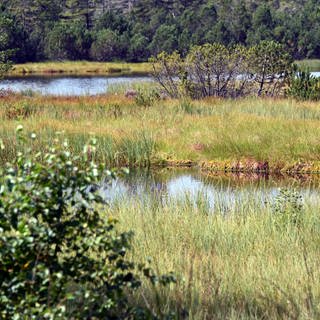 Blick auf den Hohlohsee mit seinem Moor im Naturschutzgebiet Kaltenbronn.