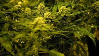 Nahaufnahme einer THC-haltigen medizinischen Cannabispflanze in einer Zuchtanlage des schweizer Cannabisunternehmens TB Farming AG. 