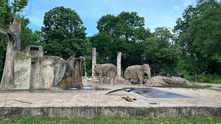 Zwei Elefanten stehen in einem Zoogehege. Davor steht ein Pfau. 