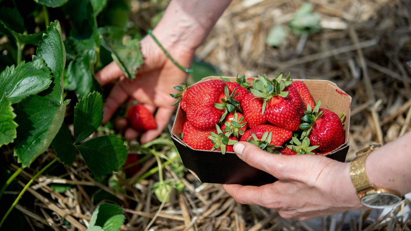 Eine Frau hält auf einem Feld eine Schale Erdbeeren in den Händen.