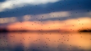 Zahlreiche Mücken fliegen vor dem Abendrot durch die Luft.