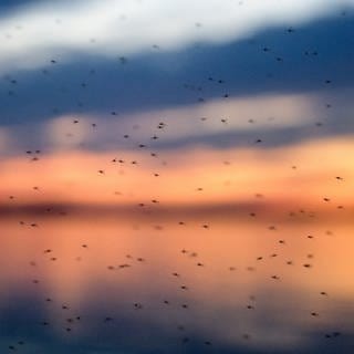 Zahlreiche Mücken fliegen vor dem Abendrot durch die Luft.