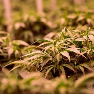 Cannabisplanzen stehen im Blühraum einer Produktionsanlage für medizinisches Cannabis.