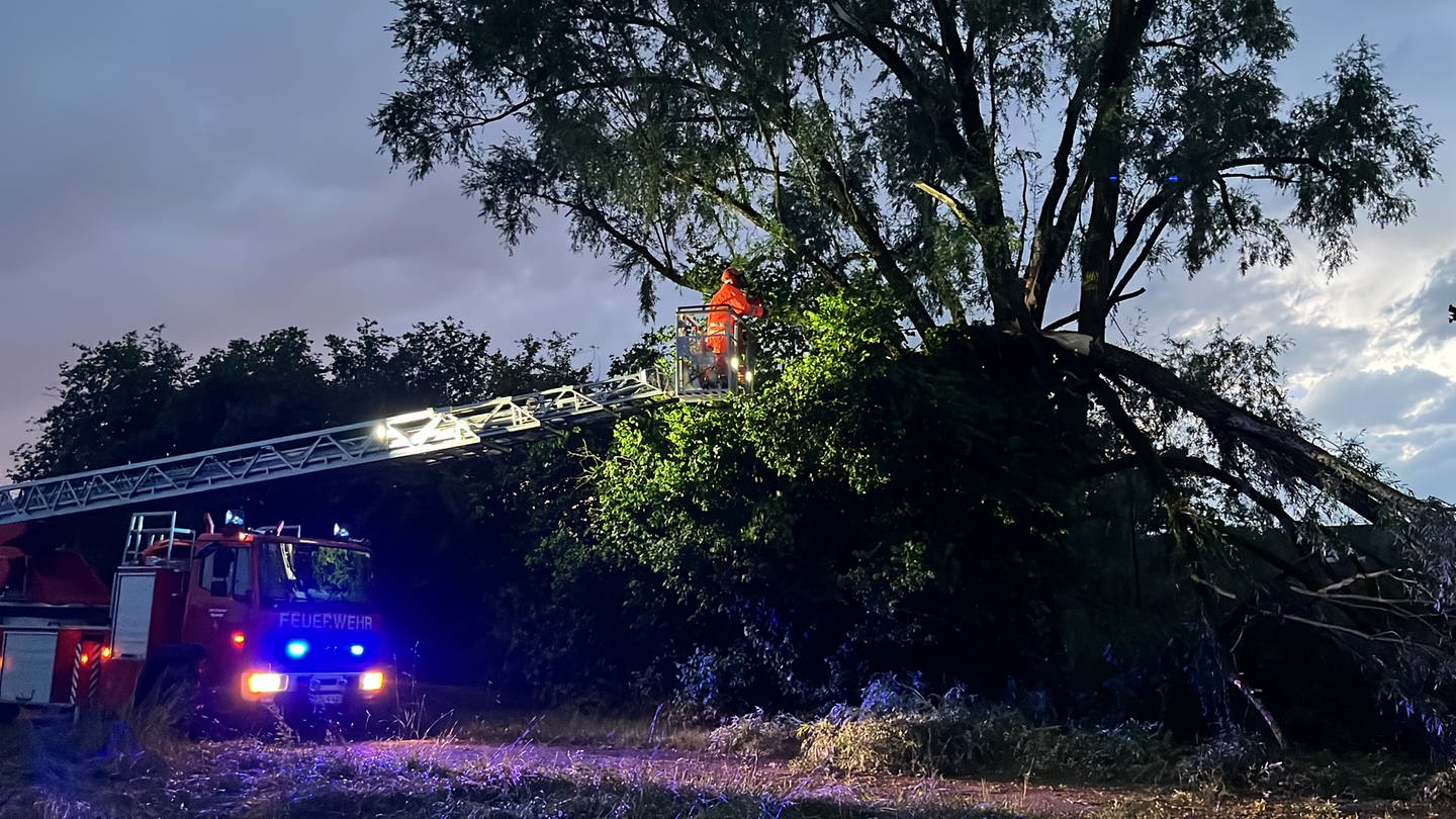 Die Feuerwehr bearbeitet mit Hilfe einer Drehleiter einen Baum.