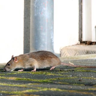 Eine Wanderratte vor einem Hauseingang (Symbolbild)