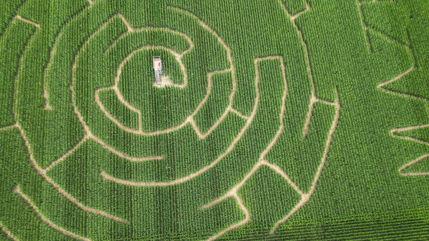 Ein begehbares Labyrinth ist auf einem Maisfeld in Altdorf angelegt (Aufnahme mit einer Drohne). In dem Maislabyrinth eines Landwirts können sich Besucher bis zu einem Aussichtsturm in der Mitte des Feldes durchschlagen.