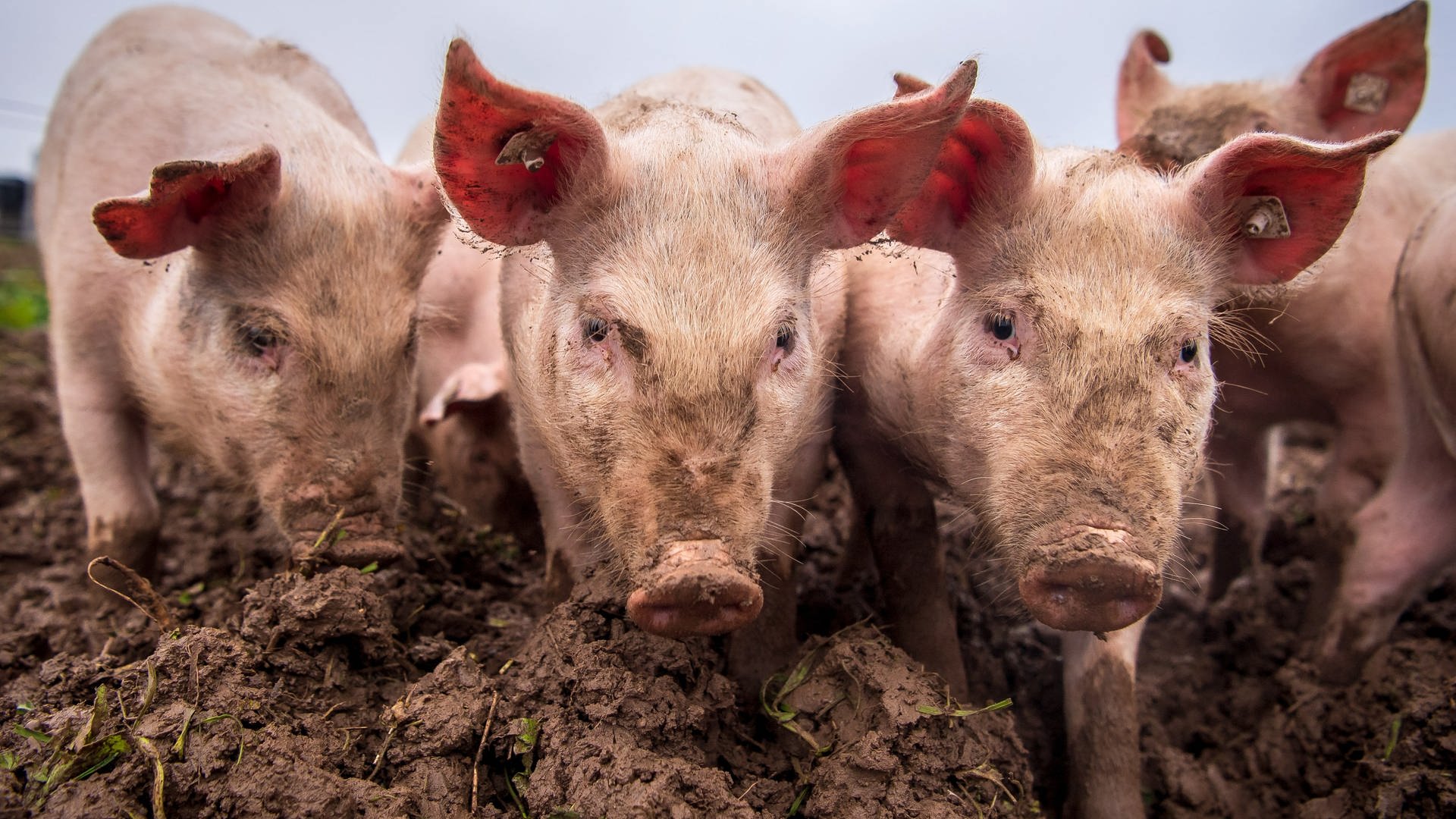 Schweinepest: Sperrzone jetzt auch in Teilen Baden-Württembergs