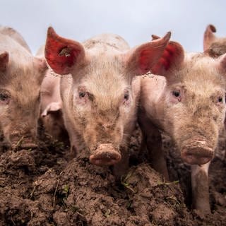 Schweine in Auslaufhaltung stehen unter freiem Himmel (Symbolbild)