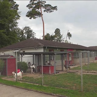 Hundepension