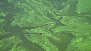 Zwei Wasservögel durchqueren den Teppich aus Blaualgen  in einem See.