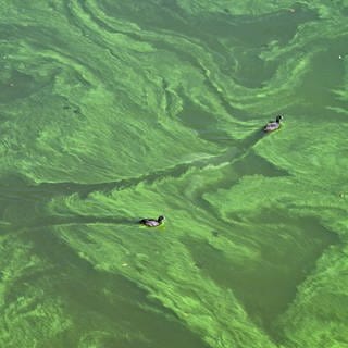 Zwei Wasservögel durchqueren den Teppich aus Blaualgen  in einem See.