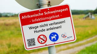 Ein Hinweisschild mit der Aufschrift "Afrikanische Schweinepest-Infektionsgebiet" steht in der Nähe des betroffenen Betriebes in Hessen. 