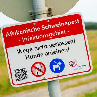 Ein Hinweisschild mit der Aufschrift "Afrikanische Schweinepest-Infektionsgebiet" steht in der Nähe des betroffenen Betriebes in Hessen. 