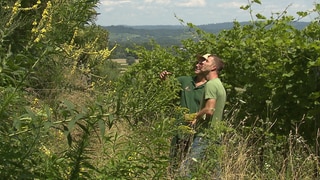 Die Weinberge sind in Richtung Südost über zwölf Terrassen verteilt und haben unterschiedliche kleinklimatische Bedingungen