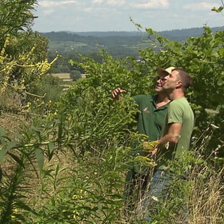 Die Weinberge sind in Richtung Südost über zwölf Terrassen verteilt und haben unterschiedliche kleinklimatische Bedingungen