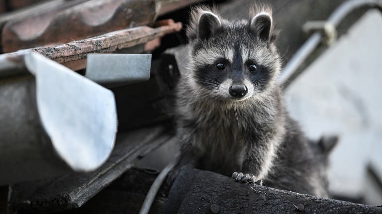 Ein junger Waschbär schaut von einem Dach herunter.