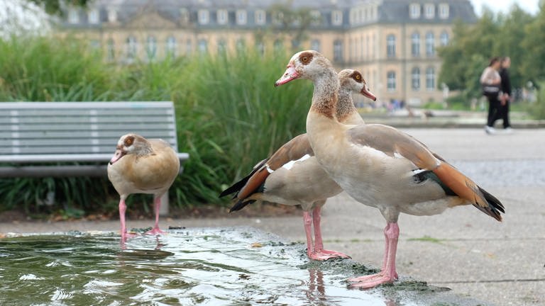 Nilgänse bevölkern den Schlossgarten in der Stuttgarter Innenstadt.