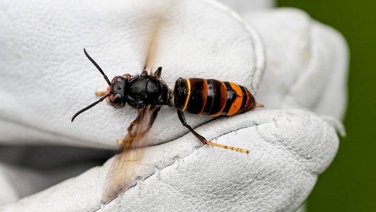 Eine Asiatische Hornisse (Vespa velutina nigrithorax) wird von einem Biologen mit einem Handschuh gehalten