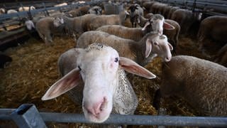 Schafe und Lämmer stehen in einem Stall. Momentan breitet sich das Blauzungenvirus in Baden-Württemberg aus. Sind die Schafe ungeimpft, kann eine Infektion für sie tödlich enden. 