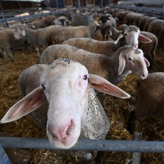 Schafe und Lämmer stehen in einem Stall. Momentan breitet sich das Blauzungenvirus in Baden-Württemberg aus. Sind die Schafe ungeimpft, kann eine Infektion für sie tödlich enden. 