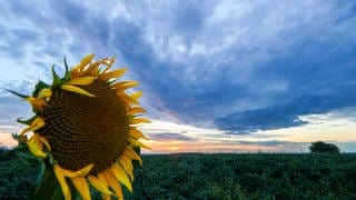 Kurz nach Sonnenaufgang sind am Himmel hinter einer Sonnenblume noch dunkle Wolken zu sehen (Archivbild).