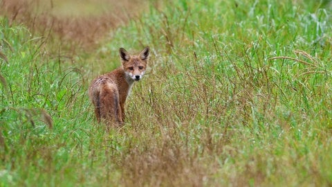 Ein junger, vom Regen durchnässter Fuchs steht auf einem Weg zwischen zwei Feldern und blickt in die Kamera des Fotografen.