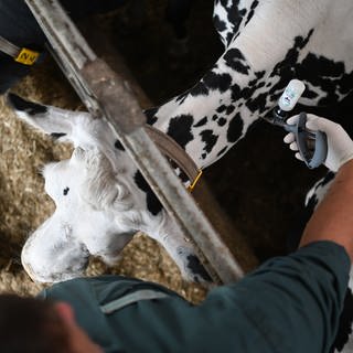 Blauzungenkrankheit: Ein Tierarzt impft erkrankte Rinder.