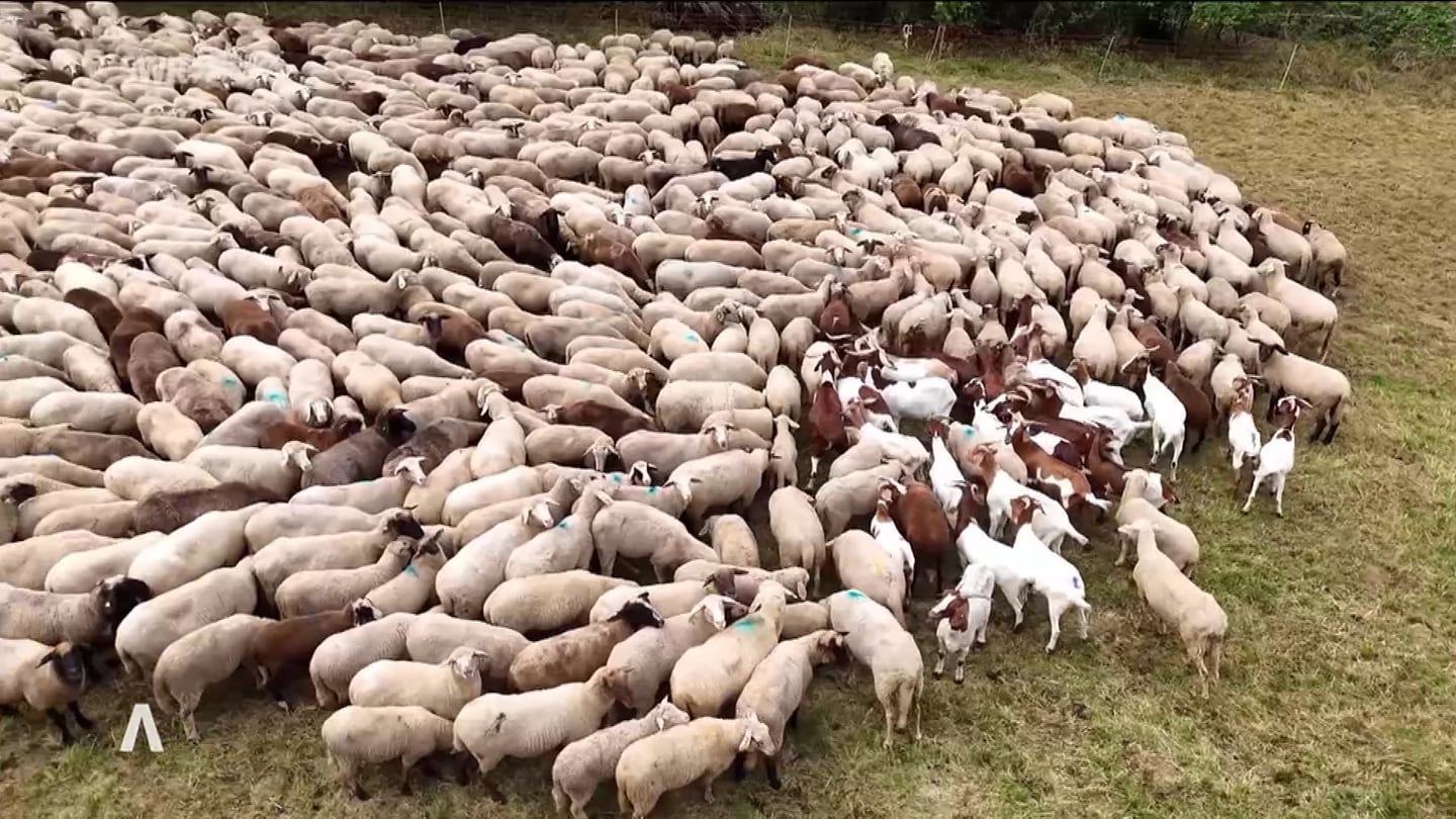 eine Herde Schafe auf einer Wiese