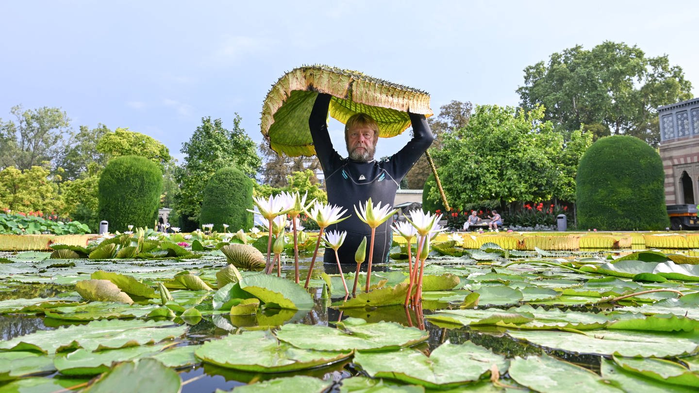 Ein Mann im Neopren-Anzug steht in einem See, der von Seerosen bedeckt ist.