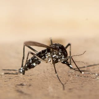 Schnakenbekämpfer KABS: Asiatische Tigermücke hat sich in der Pfalz stark vermehrt.