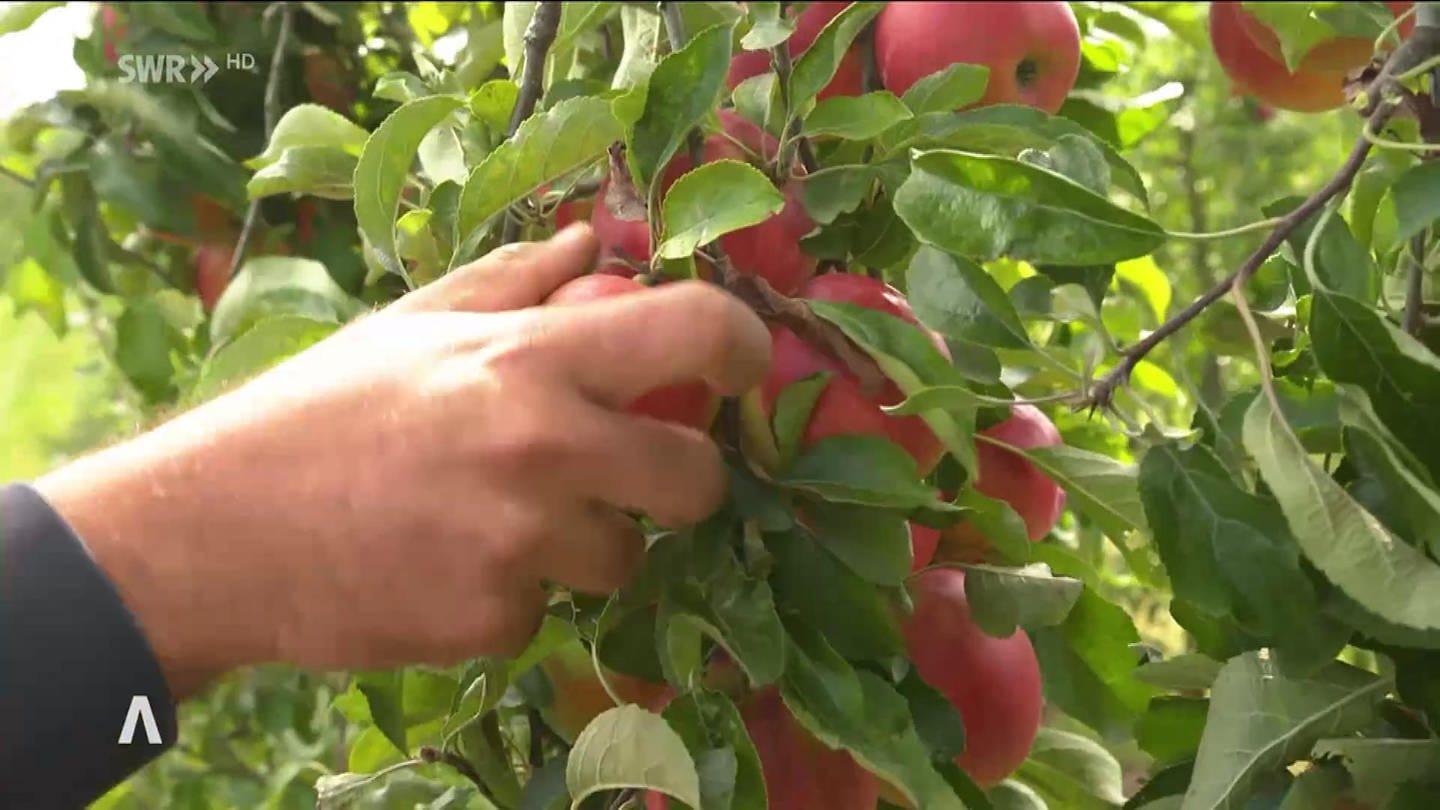 Hand pflückt roten Apfel