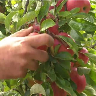 Hand pflückt roten Apfel