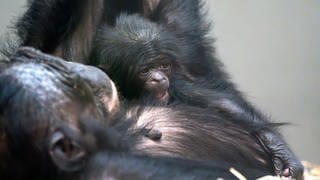 Das Bonobo-Baby Kasita nach der Geburt im März 2024 in dem Armen von Mutter Chipita.