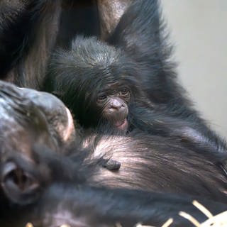 Das Bonobo-Baby Kasita nach der Geburt im März 2024 in dem Armen von Mutter Chipita.