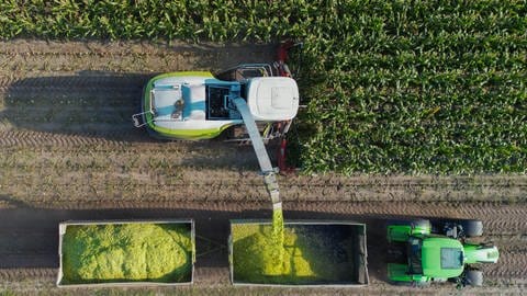 Auf einem Feld der Agrargenossenschaft Vorspreewald eG im brandenburgischen Landkreis Spree-Neiße wird Mais gehäckselt (Luftaufnahme mit einer Drohne). 