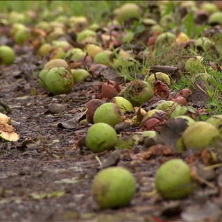 Äpfel auf dem Boden