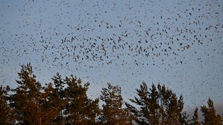 Tausende Bergfinken fliegen zu ihrem Schlafplatz im Wald auf der Schwäbischen Alb.